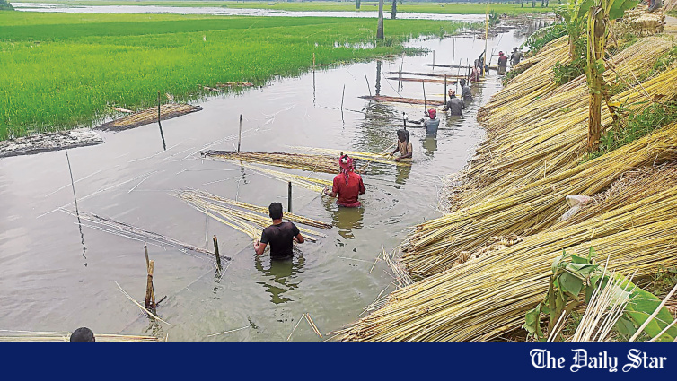 Bangladesh Jute Farmers Struggle as Prices Tumble Amid Export Restrictions