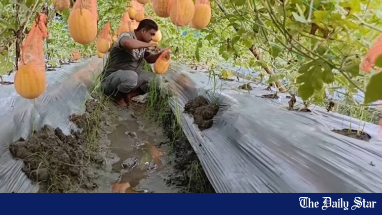 Bagerhat entrepreneur grows off-season watermelons on saline coastal land using mulching paper and bamboo trellis