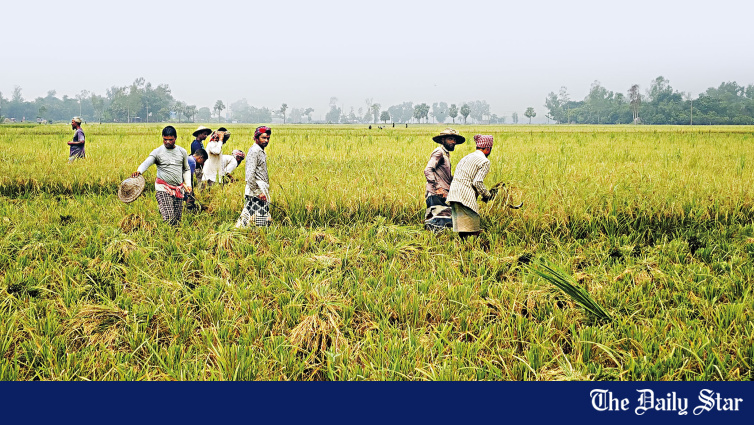 Bangladesh Aus paddy farmers facing heavy losses despite good harvest
