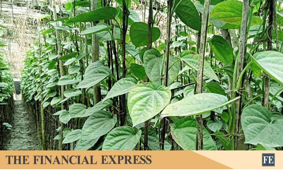 Bangladesh Govt Declares Betel Leaf Exporters Association Dormant Over Irregularities
