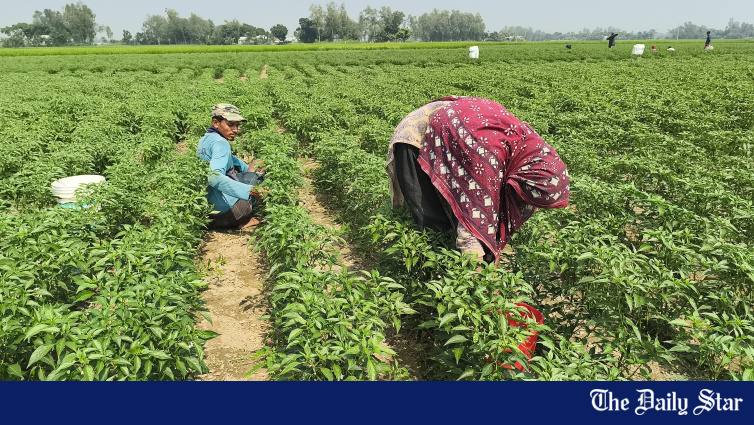 Bangladesh Farmers Eye Handsome Returns As Chilli Cultivation Expands In Jamalpur's Madarganj