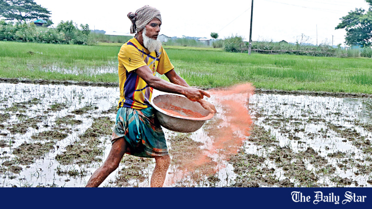 Bangladesh Aman season rice cultivation with government fertiliser import of 70000 tonnes