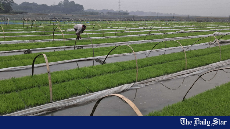 Bangladesh Targets Sustainable Farming on 50% of Agricultural Land by 2030 for Climate Resilience