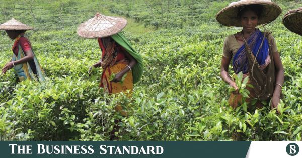 Bangladesh Tea Exports Choked by Low Yields and High Production Costs: TBS Report