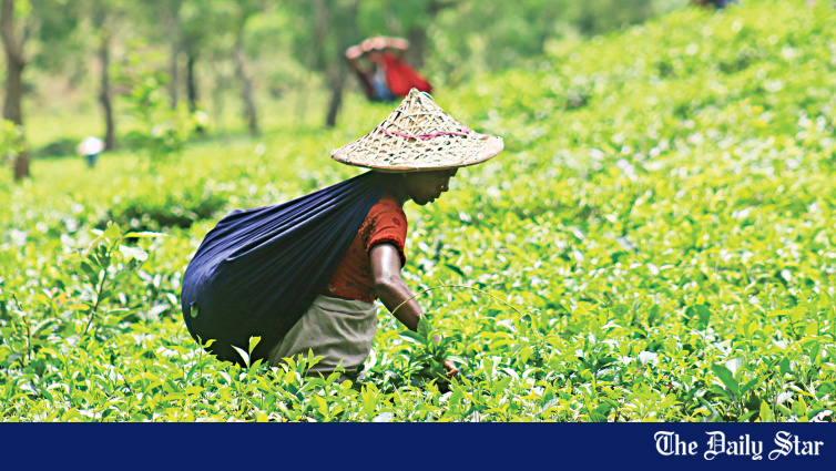 Tea garden workers plucking tea leaves in Bangladesh representing the crisis in the tea sector