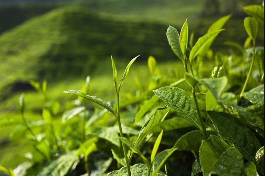 Bangladesh government plans policy support and export diversification to revive tea sector