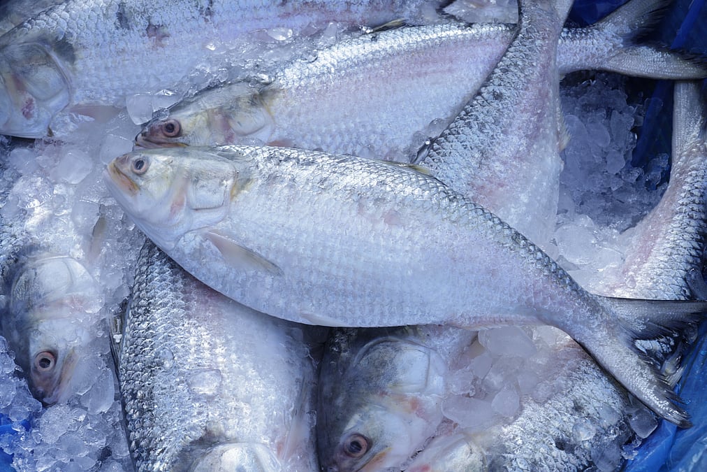 Bangladesh hilsa fish export to India for Durga Puja 2026