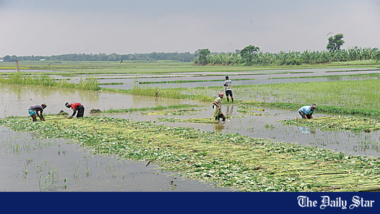 Bangladesh Bank Sets 54% Higher Agricultural Credit Target at Tk 60,000cr for FY27