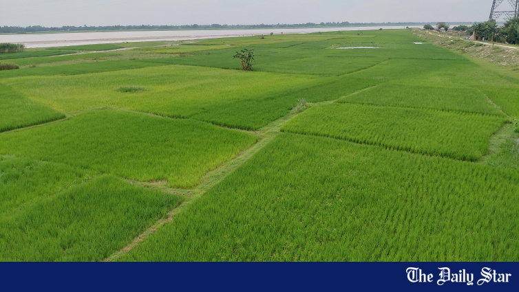 Bangladesh char land cultivation with fertiliser application. Early cultivation on Rangpur region charlands has strained fertiliser supply, with farmers protesting shortages.