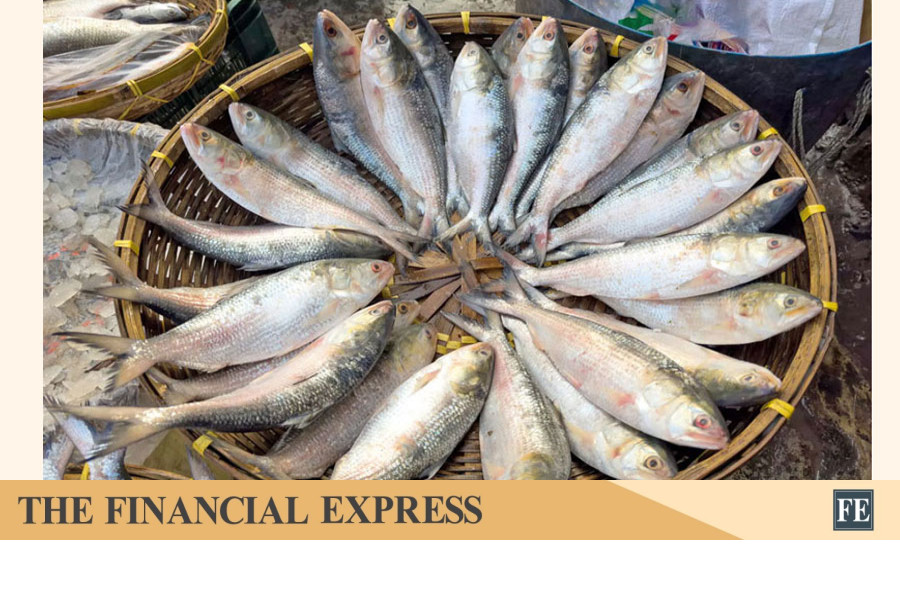 Fall In Hilsa Hauls Calls For Effective Conservation: Technology-Driven Solution Needed