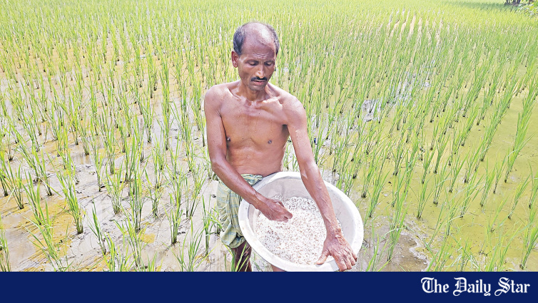 Farmer applying fertiliser to Aman paddy field in Kurigram. Fertiliser subsidies consume 80% of agriculture budget while livestock and poultry receive little support.