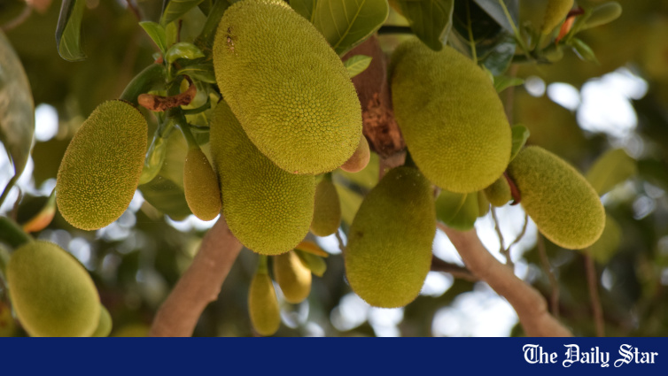 Jackfruit prices soar 100-fold in Gazipur at end of season