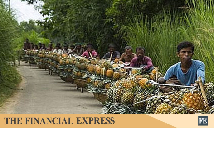 Pakistan Allows Pineapple Imports from Bangladesh: New Trade Opportunity