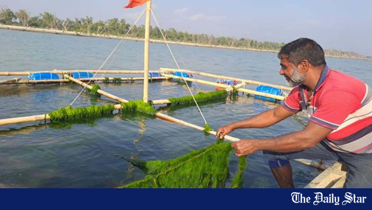 Patuakhali's Seaweed Potential Could Unlock Coastal Blue Economy