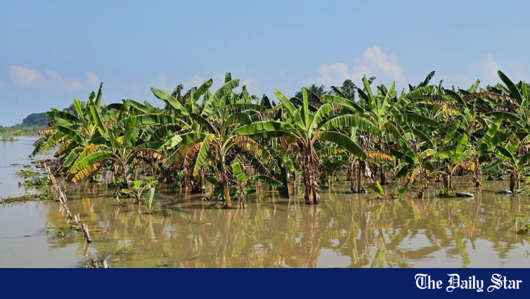 Prolonged Monsoon Worries Farmers In Pabna: 187 Hectares Submerged, Tk 3.46cr Lost