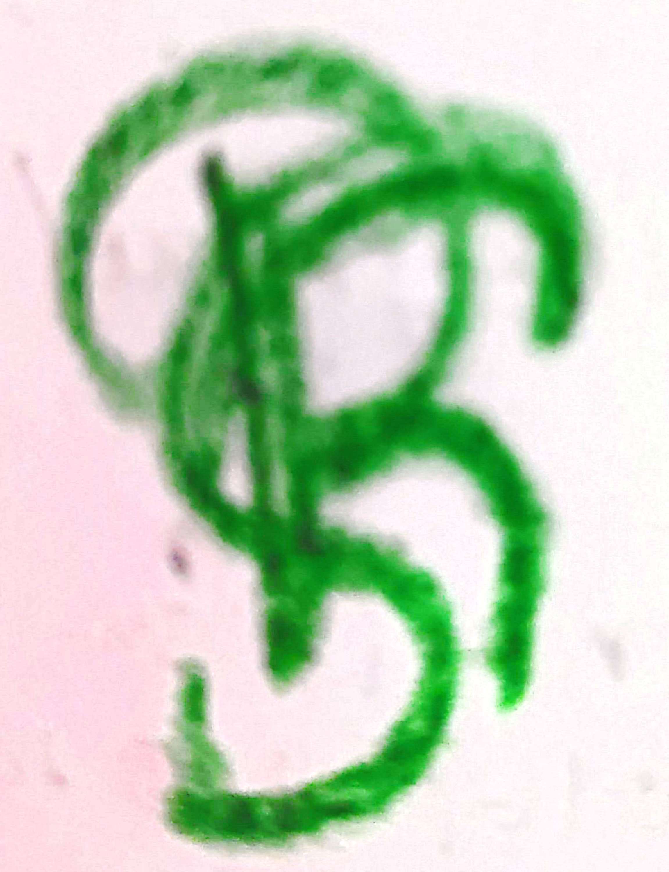 M/S. R S TRADES logo
